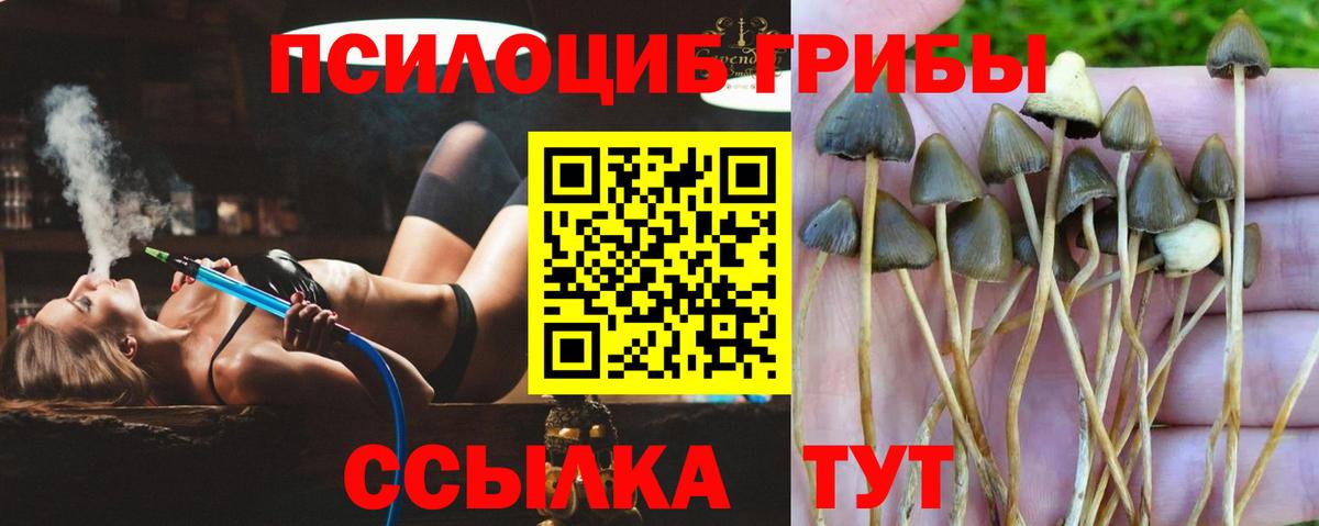 Малгобек  наркошоп  Вход с VPN  Псилоцибиновые грибы мицелий 